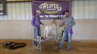 Fitting Goats for Show Day with Mike Harbour [upl. by Angy38]