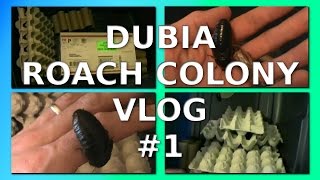 How To Start A Dubia Roach Colony Setup and Care Tips [upl. by Leuams]