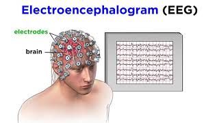 Research Methods of Biopsychology [upl. by Ennayram]