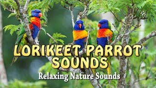 Lorikeet Parrot Sounds [upl. by Pasol]