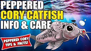 Peppered Cory Catfish  Peppered Cory Catfish Care And Info  Corydoras Catfish Care Guide [upl. by Raama485]