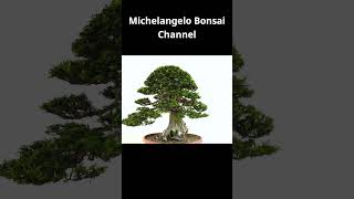 Taxus Baccata Bonsai tree yamadoribonsai bonsaitechniques bonsaitree [upl. by Enerod]