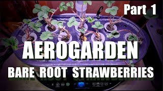 AEROGARDEN BARE ROOT STRAWBERRIES PART 1 [upl. by Okier]