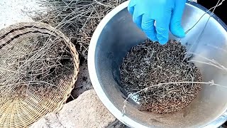 DIY PREPARING DRIED HERBS FOR STORAGEUSE AS SPICES [upl. by Rutter]