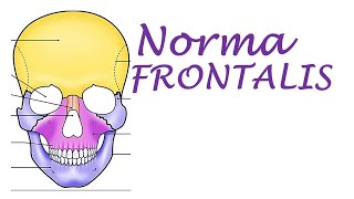 Chp1  Norma FRONTALIS  Skull  BD Chaurasia  Dr Asif Lectures [upl. by Orvas]