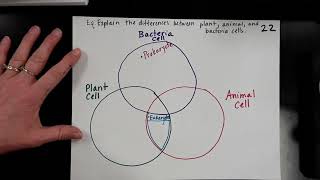 VENN DIAGRAM Plant Animal amp Bacteria Cells [upl. by Aicyle174]