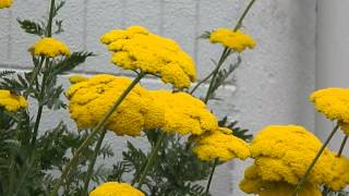 Achillea filipendulina Cloth of Gold [upl. by Manas]