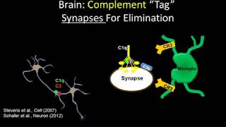 Deciphering neurodegeneration Inflammation immune response and Alzheimers [upl. by Hynes270]