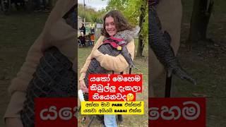 කිබුලට ගියපු කලක් 😁 Whotto funny crocodile shortvideo shorts youtubeshorts දෙවුවා [upl. by Absalom101]