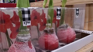 Amaryllis Bulbs at Walmart [upl. by Eamaj]