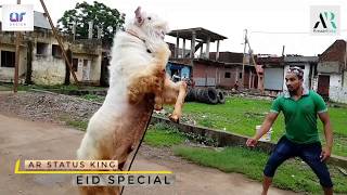 EidUlAdha Special Bakra Eid Whatsapp Status  Energetic Goat 2019  Eid Special 2019 [upl. by Annoel]