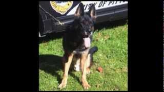 Pittsburgh officers honor police dog Rocco after he died having been stabbed Wednesday [upl. by Yentiw]