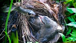 Mother Bird Attacks Snake Back After It Comes To Bite Babies 5 – Bulbul Bird Watching EP12 [upl. by Eniamahs389]