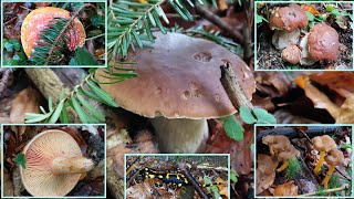 🍄BergwaldSteinpilze im Reich der Feuersalamander🤩 Teil 12  11102024 Reizker und Pfifferlinge [upl. by Ennovahc467]