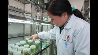 Basic Techniques of Plant Tissue Culture  Botany Tamil [upl. by Yoshi]