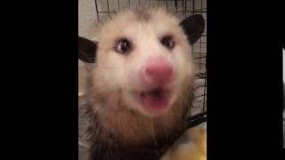 Cutest possum sounds ever [upl. by Missak]