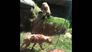 Hyena Fight Perth Zoo [upl. by Airtap]