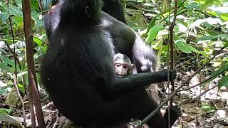 YAKI  MINAHASA CRESTED MACAQUE Macaca nigra part 2 [upl. by Ebag]