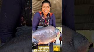 Worlds Biggest Rupchanda fish 20 kgs 🐠  Largest pacu fish  biggest Piranha fish fish shorts [upl. by Volding269]