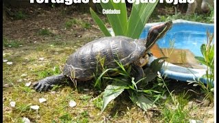 hábitat recomendado para tortuga de orejas rojas [upl. by Apilef690]