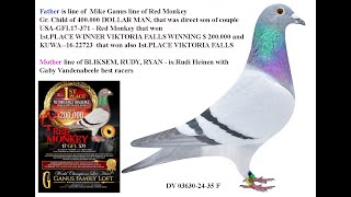 DV 03630 24 35 F  pigeon line Red Monkey of Mike Ganus [upl. by Erv]