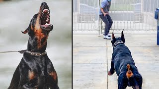 Dobermans Are Bred to be Aggressive [upl. by Schuler]