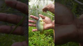 Fish Catching from the Village pound using Rate shorts fishing viral short [upl. by Svoboda]