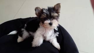 Biewer Yorkshire Terrier Minou si spazzola [upl. by Nnovahs]