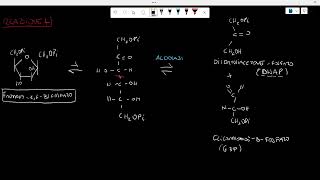 GLICOLISI reazioni 45 BIOCHIMICA [upl. by Conrad]