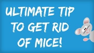 How to Get Rid of Mice in Your House  Amazing Tips for Getting Rid of Mice Naturally  Rodents [upl. by Adnamar]