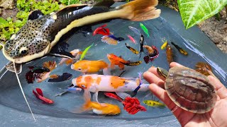 Catching betta fish in eggs and in ponds jumbo red tail catfish goldfish glofish fighting fish [upl. by Nyra]