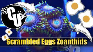 Scrambled Eggs Zoanthids  Corals Unlimited [upl. by Terrence]