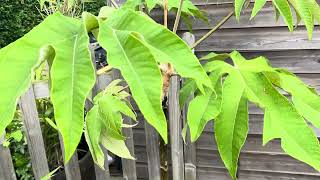 Tetrapanax Papyrifera Varieties Architectural Leaves  Tropical Garden UK  Rex Steroidal Giant [upl. by Idolla]