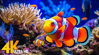 Aquarium 4K VIDEO ULTRA HD 🐠 Beautiful Coral Reef Fish  Relaxing Sleep Meditation Music [upl. by Tuneberg708]