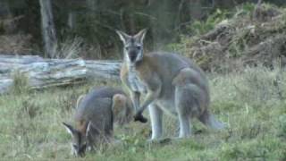 Australian Wildlife Wallabies courting [upl. by Sairacaz565]