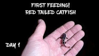 First Feeding Orca the Baby Red Tailed Catfish  Day 1 [upl. by Nevil]