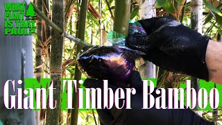 AIR LAYERING my GIANT TIMBER BAMBOO [upl. by Aisiat384]