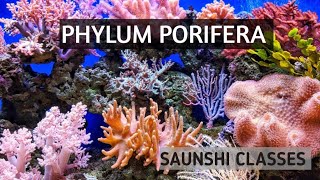 PHYLUM PORIFERA🙂🙂 [upl. by Oicapot]