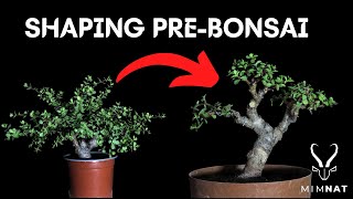 Pruning 11 of my Spekboom bonsai  The bonsai process EP5 [upl. by Letti307]