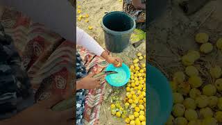 Extracting Marula juice from its fruit marula bestdrink africa namibia [upl. by Ly17]