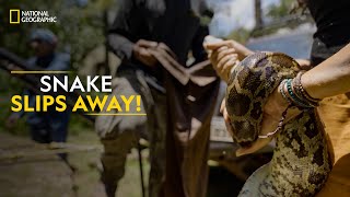 Snake Slips Away  Snakes SOS Goa’s Wildest  National Geographic [upl. by Eramal245]