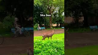 Meet the Sika Deer of Cat Tien A Gentle Giant 🦌 deer nationalpark wildlifeshorts [upl. by Cristine]