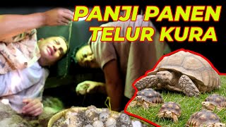 KESEMPATAN LANGKA PANJI  PANEN TELUR SULCATA [upl. by Ayikin]