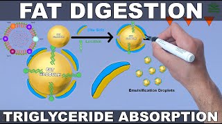 Fat Digestion and Absorption  Triglycerides [upl. by Eidnarb]