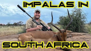 Big Impalas in South Africa [upl. by Jillana]