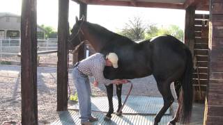 Horse Handling Tip 3 Brushing and Grooming [upl. by Vary]