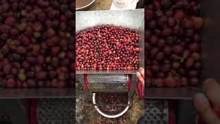 Coffee Processing Coffee Depulping Manual [upl. by Kristianson437]