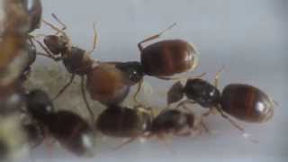 Lasius flavus multiple queens [upl. by Fiora852]