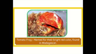 quotAmazing List of Amphibian Names Learn About Frogs Salamanders amp Morequot  Part 1 [upl. by Merrielle]