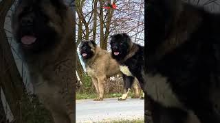 These 2 dogs are inseparable and always there for each other dog pet dogs nature animals [upl. by Strephon]